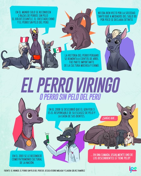 Perro peruano