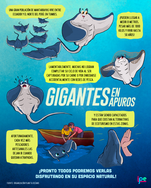 Infografía sobre las mantarrayas